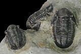Three Detailed Gerastos Trilobite Fossils - Morocco #152810-4